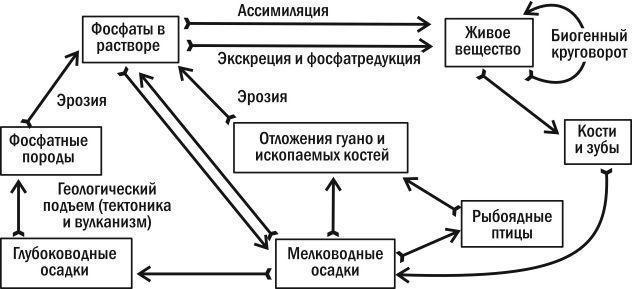 Круговорот фосфора презентация 9 класс